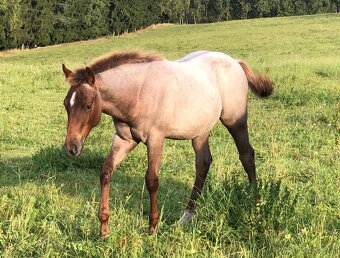 AQH hřebeček 2025 - 6