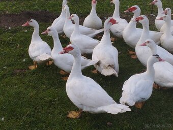 Kachna pižmová - 6