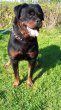 Rottweiler, rotvajler, RTW s PP - 6