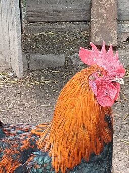 Kohout Maranska měděnokrká - 6