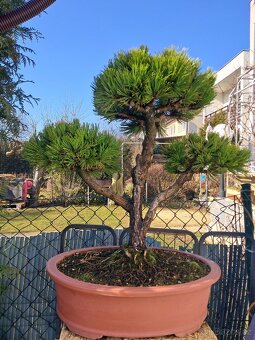 Bonsaj,bonsai Borovice - 6