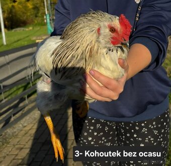 Kohoutci - 6