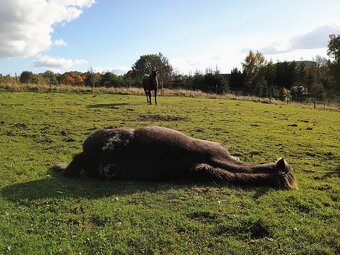 Letošní Appaloosa - 6