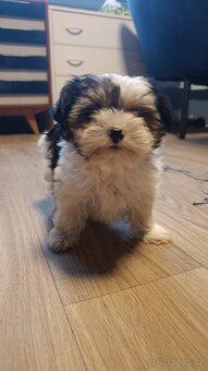 Štěňátko pejsek biewera bez PP - 6