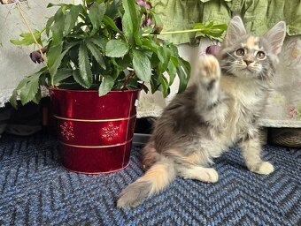 Mainská mývalí - 6