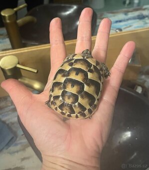 Želva testudo graeca -žlutohnědá - 6