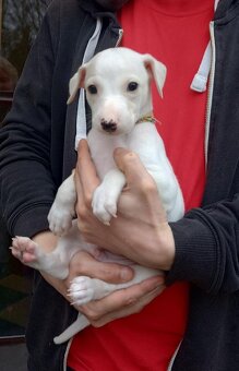 whippet/vipet s PP - 6