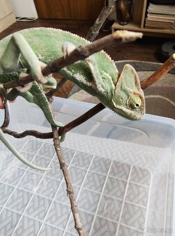 Chameleon jemenský - mláďata - 6