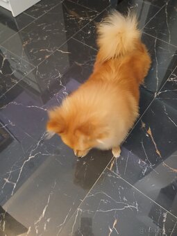 Pomeranian - 6