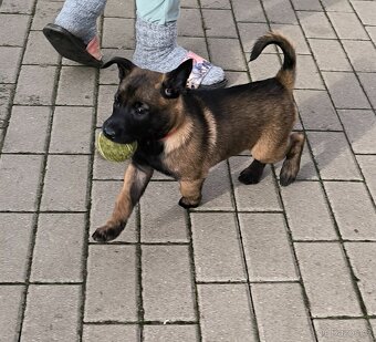Belgický ovčák malinois s pp - 6