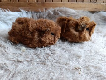 Morče / morčata / morčátko sameček - 6