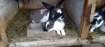 Králík kříženec - 6