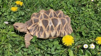 Geochelone Platynota - 6