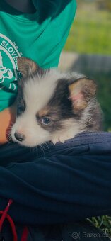Welsh corgi pembroke s PP (FCI) - 6