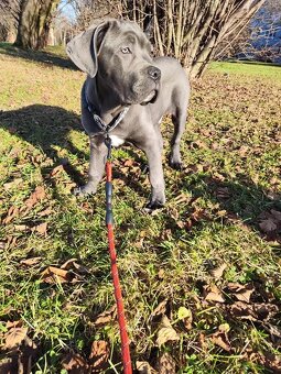 Cane Corso - 6