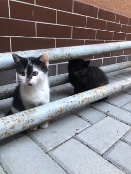 KOCOUŘI 🐱 - 6