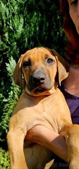 Rhodéský ridgeback s PP nestandartni pejsek 🩷 - 6