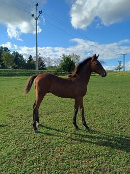 hřebec český teplokrevník - 6