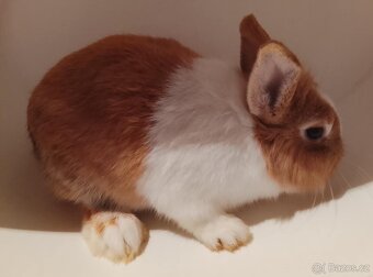 Zakrslý králíček bez PP sameček Gimmy - 6