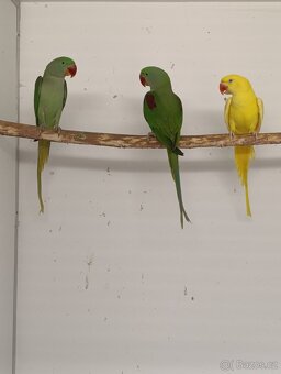 Alexander velký - 6