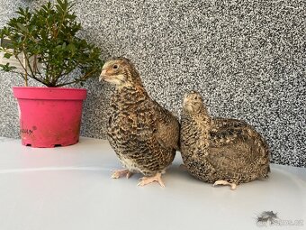 Prodej křepelek - 6