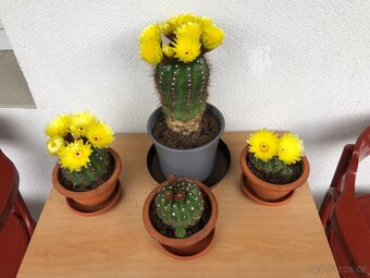 Veliké kvetoucí kaktusy - Notocactus ottonis - 6