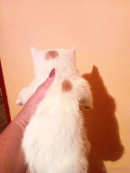 Koťátka 3x kočička 1x kocourek - 6