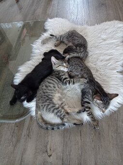Koťata - 6