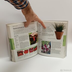 Rostliny v nádobách - 6