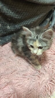 Mainska Mývalí - 6