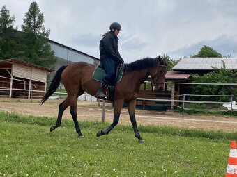 Hledám milující domov pro mou kobylku 🐎 - 6
