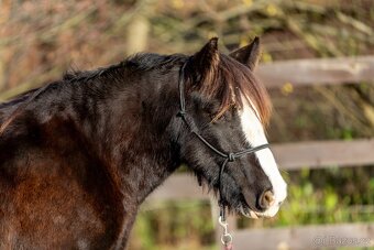 Roční klisna irský cob - 6