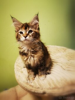 Mainská mývalí s pp - 6