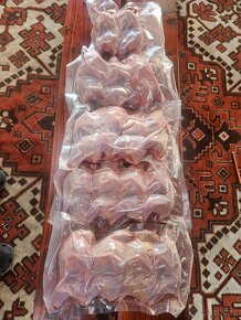 Křepelka japonská - 6