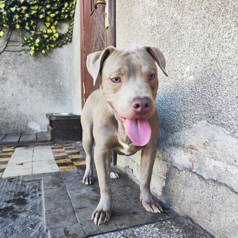 Americký pitbulterier pitbul pitbull silver lilac rare - 6