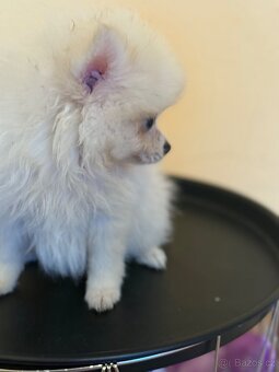 Pomeranian - 6