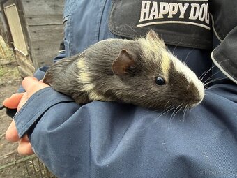 Prodám morče / morčata - 6