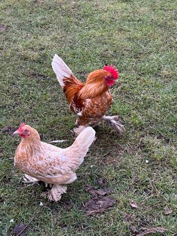 Zakrslá rousná - 6