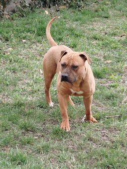 Americký stafordšírsky terier - 6