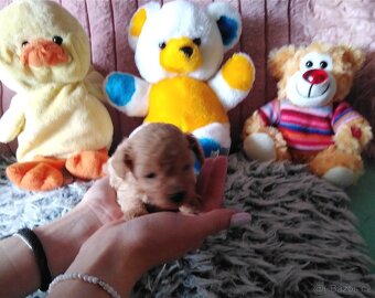 Pudlik pudl mini toy - 6