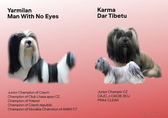 Štěně Lhasa Apso - 6