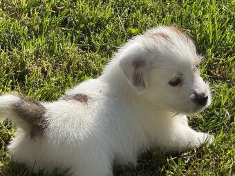 Jack Russell teriér s PP - 6