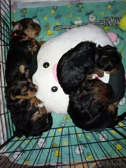 Jorkšír štěňátka - 6