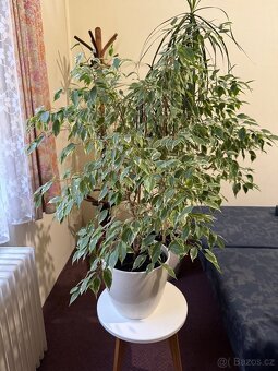 Květina Ficus benjamina (drobnolistý/malolistý) - 6