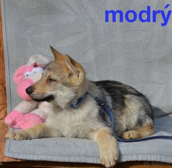 Československý vlčák - 6