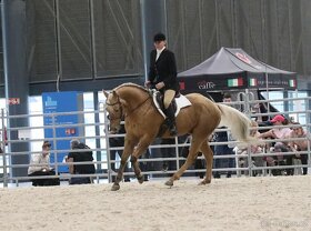 Připouštění QH hřebcem - 6