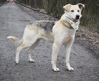 ŽIŽI K ADOPCI - 2 ROKY, ODDANÝ, BYSTRÝ, UČENLIVÝ - 6