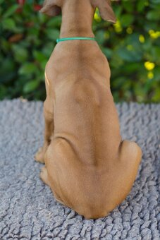 RHODESIAN RIDGEBACK šteniatka s PP ihneď k odberu - 6