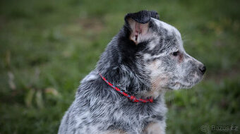 Australský honácký pes. Rezervace štěňátek ACD s PP - 6