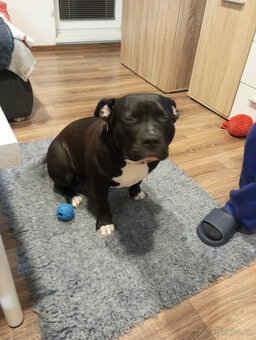 American Bully XL - 6